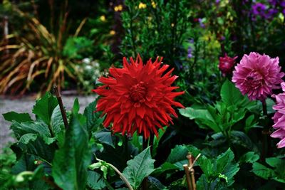 Blütenpracht auf Garinish Island